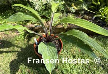 Hosta Lipstick Sister